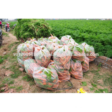 FRESH CARROT NEW CROP 2017